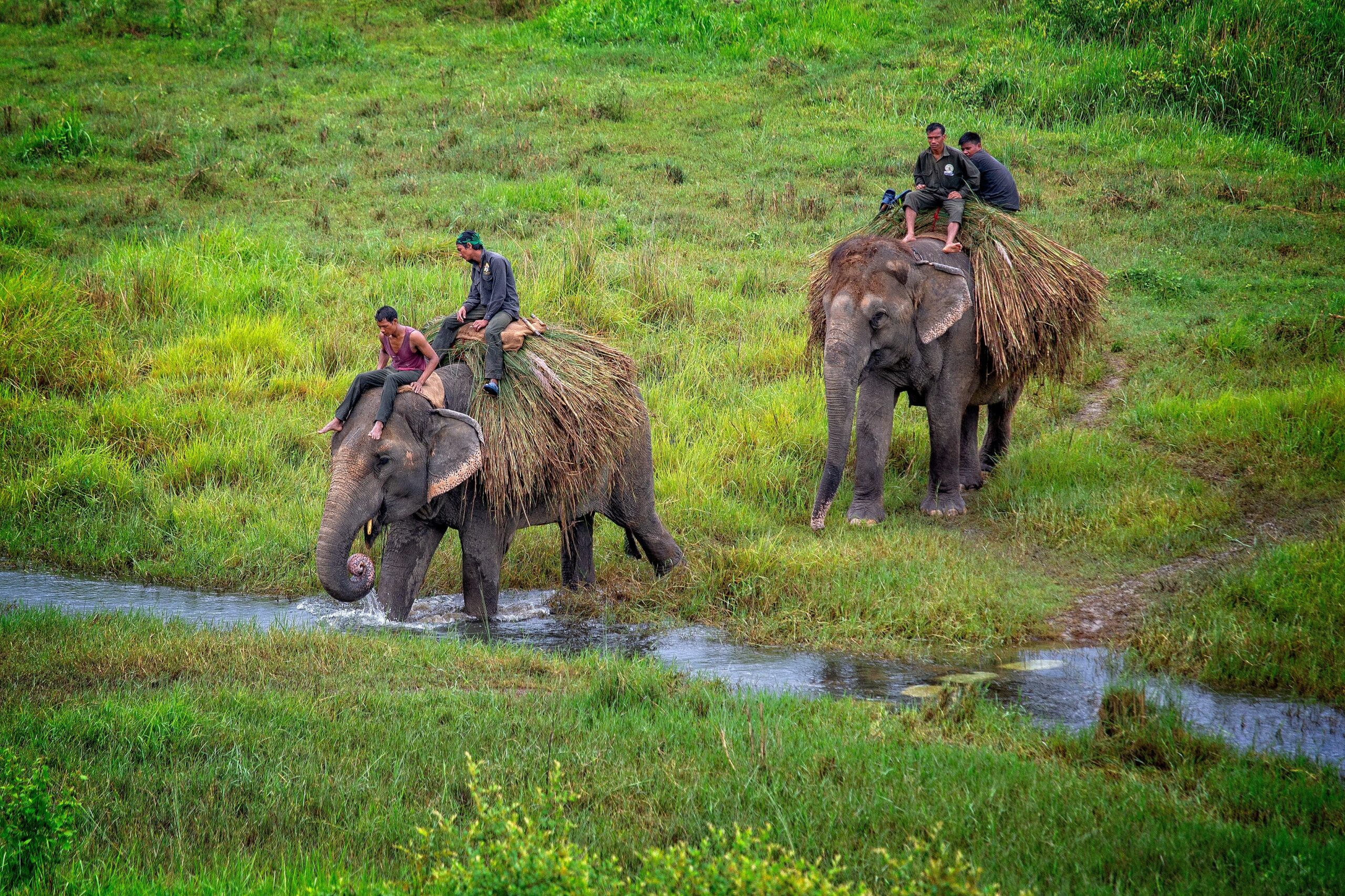 Chitwan Jungle Safari image