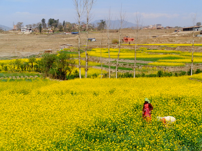 Khokana; A village situated on the outskirts of Patan image