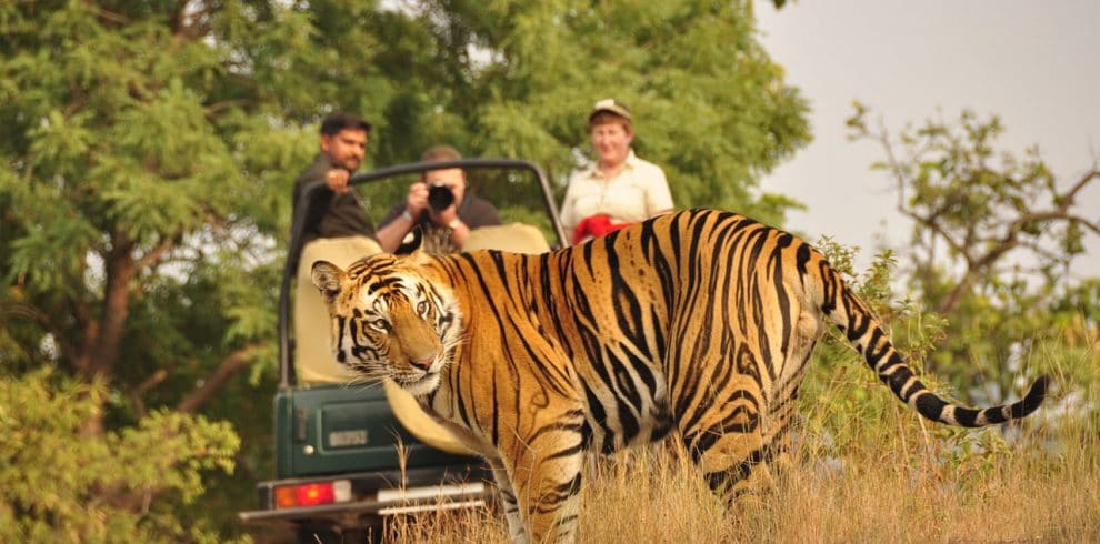 Bardiya Jungle Safari image